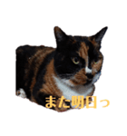 三毛猫 みいこ（個別スタンプ：4）