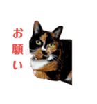 三毛猫 みいこ（個別スタンプ：5）