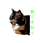 三毛猫 みいこ（個別スタンプ：6）