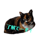 三毛猫 みいこ（個別スタンプ：7）