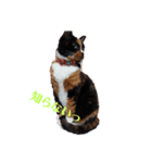 三毛猫 みいこ（個別スタンプ：8）