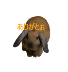日常用うさスタンプ（個別スタンプ：7）