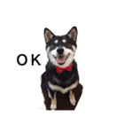 柴犬モモ（個別スタンプ：1）
