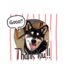 柴犬モモ（個別スタンプ：2）