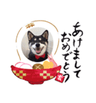 柴犬モモ（個別スタンプ：4）