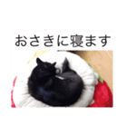 柴犬モモ（個別スタンプ：6）