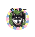 柴犬モモ（個別スタンプ：7）