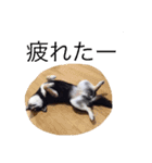 柴犬モモ（個別スタンプ：8）