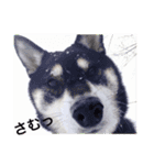 柴犬モモ（個別スタンプ：10）