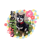 柴犬モモ（個別スタンプ：11）