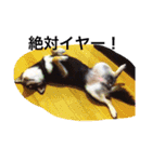 柴犬モモ（個別スタンプ：12）