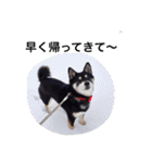 柴犬モモ（個別スタンプ：15）