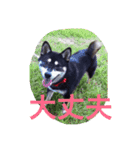 柴犬モモ（個別スタンプ：16）