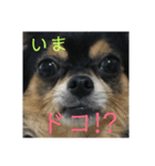 tocotocoriku（個別スタンプ：11）