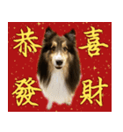 Cute sheltie4シェットランド シープドッグ（個別スタンプ：1）