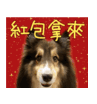 Cute sheltie4シェットランド シープドッグ（個別スタンプ：2）