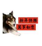 Cute sheltie4シェットランド シープドッグ（個別スタンプ：3）