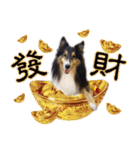 Cute sheltie4シェットランド シープドッグ（個別スタンプ：5）