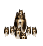 Cute sheltie4シェットランド シープドッグ（個別スタンプ：6）