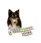 Cute sheltie4シェットランド シープドッグ（個別スタンプ：7）