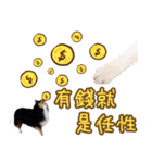 Cute sheltie4シェットランド シープドッグ（個別スタンプ：8）