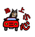 Cute sheltie4シェットランド シープドッグ（個別スタンプ：10）