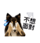 Cute sheltie4シェットランド シープドッグ（個別スタンプ：12）