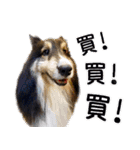 Cute sheltie4シェットランド シープドッグ（個別スタンプ：13）