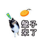 Cute sheltie4シェットランド シープドッグ（個別スタンプ：14）