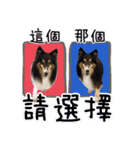 Cute sheltie4シェットランド シープドッグ（個別スタンプ：15）