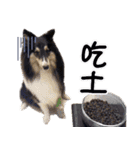 Cute sheltie4シェットランド シープドッグ（個別スタンプ：16）