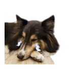 Cute sheltie4シェットランド シープドッグ（個別スタンプ：17）