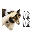 Cute sheltie4シェットランド シープドッグ（個別スタンプ：18）