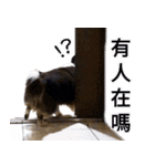 Cute sheltie4シェットランド シープドッグ（個別スタンプ：21）