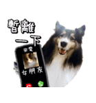 Cute sheltie4シェットランド シープドッグ（個別スタンプ：22）
