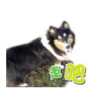 Cute sheltie4シェットランド シープドッグ（個別スタンプ：23）