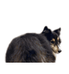 Cute sheltie4シェットランド シープドッグ（個別スタンプ：25）