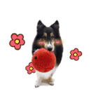 Cute sheltie4シェットランド シープドッグ（個別スタンプ：26）