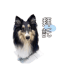 Cute sheltie4シェットランド シープドッグ（個別スタンプ：28）