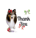 Cute sheltie4シェットランド シープドッグ（個別スタンプ：30）
