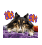 Cute sheltie4シェットランド シープドッグ（個別スタンプ：31）