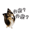 Cute sheltie4シェットランド シープドッグ（個別スタンプ：34）