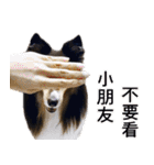 Cute sheltie4シェットランド シープドッグ（個別スタンプ：35）