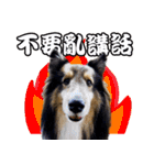 Cute sheltie4シェットランド シープドッグ（個別スタンプ：36）