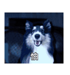 Cute sheltie4シェットランド シープドッグ（個別スタンプ：40）