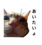 にゃんこが伝える“気持ち”（個別スタンプ：6）