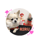 peco❤︎riru（個別スタンプ：3）
