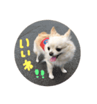 peco❤︎riru（個別スタンプ：4）