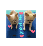 peco❤︎riru（個別スタンプ：6）
