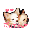 peco❤︎riru（個別スタンプ：15）